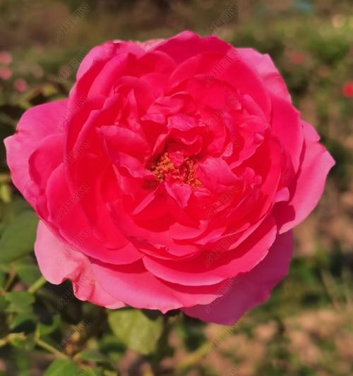 红色的花代表什么？红色的花象征生命是什么意思？