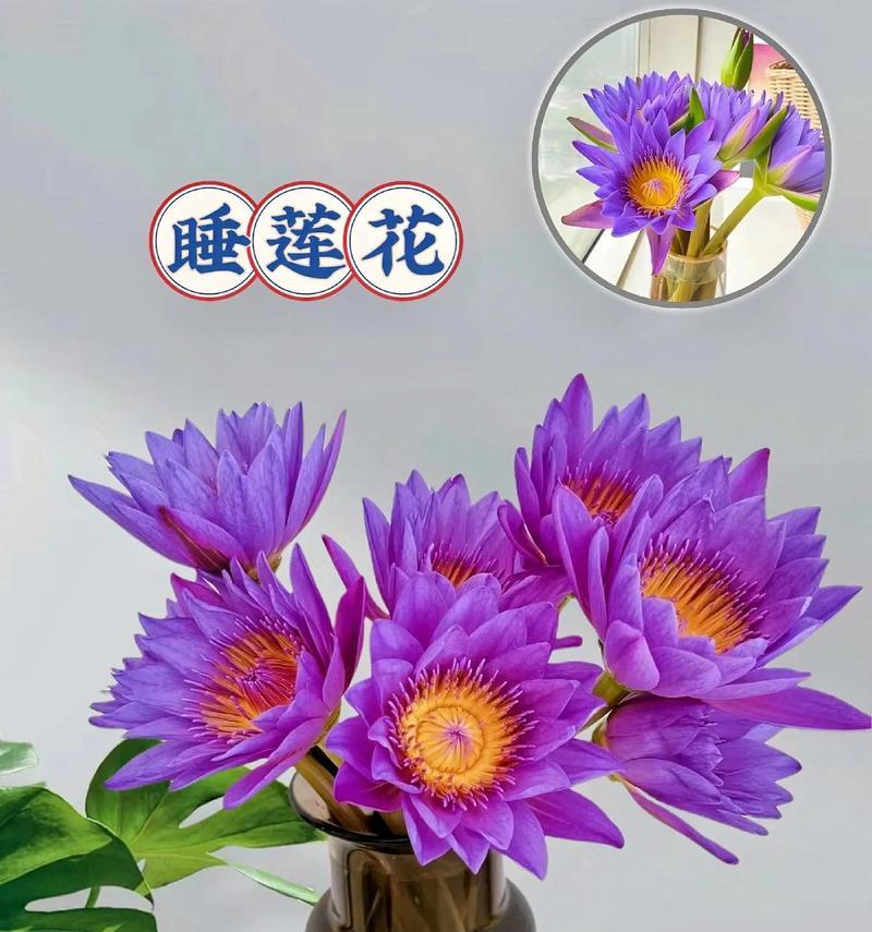 紫色三瓣花的寓意是什么？紫色三瓣花代表什么？