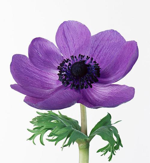 紫色三瓣花的寓意是什么？紫色三瓣花代表什么？
