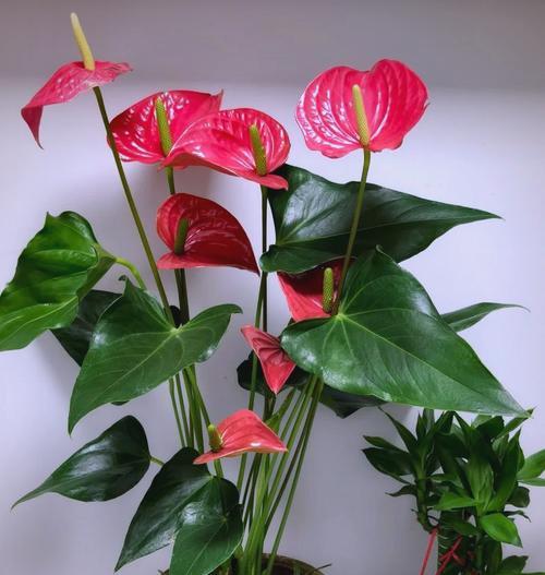 哪些花象征新居入伙的好运？