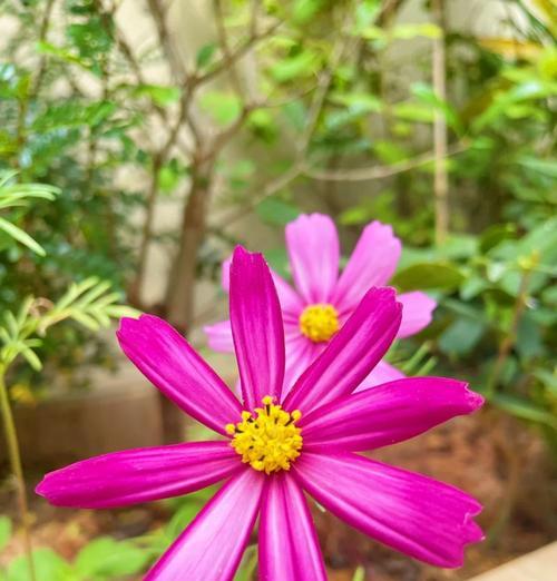 粉色格桑花代表什么？粉色格桑花的花语有哪些？