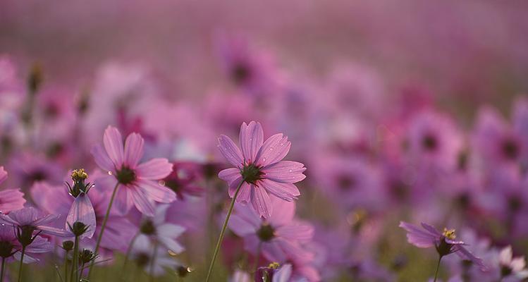 粉色格桑花代表什么？粉色格桑花的花语有哪些？