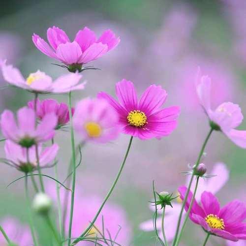 粉色格桑花代表什么？粉色格桑花的花语有哪些？