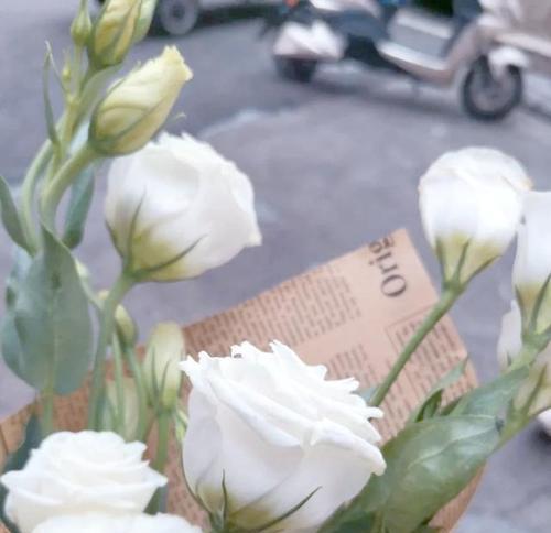 哪种花象征着浪漫和至死不渝的爱情？
