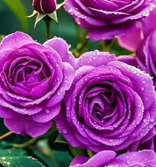 33紫色玫瑰花的含义是什么？