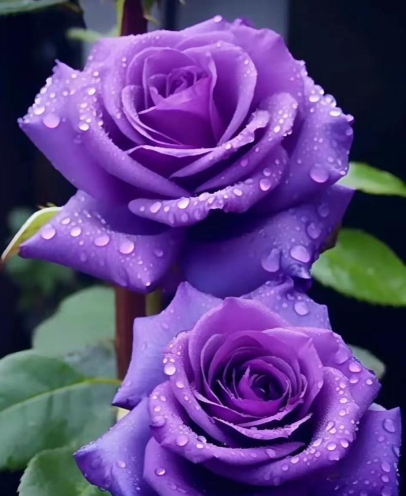 33紫色玫瑰花的含义是什么？