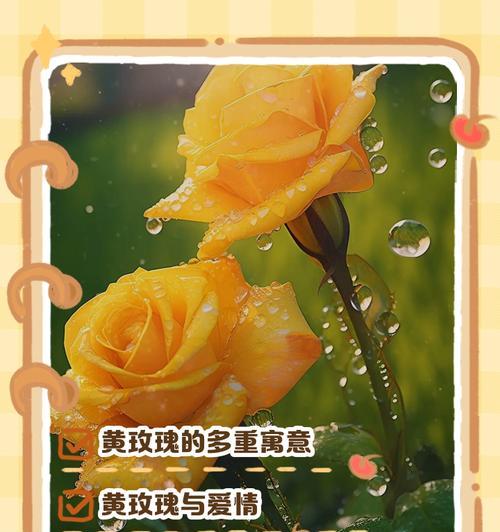 黄色的花送人代表什么？它的含义有哪些？