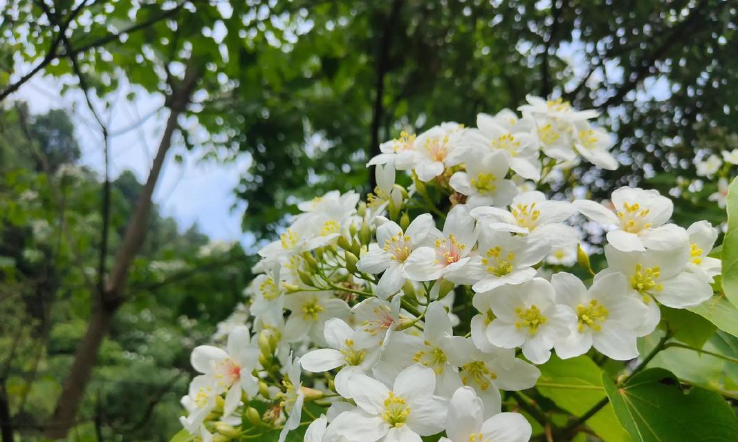 油桐花的不同颜色寓意是什么？油桐花颜色的花语含义？