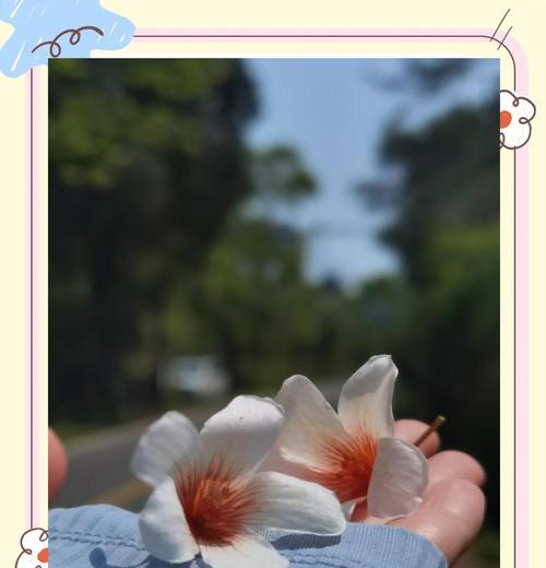 油桐花的不同颜色寓意是什么？油桐花颜色的花语含义？