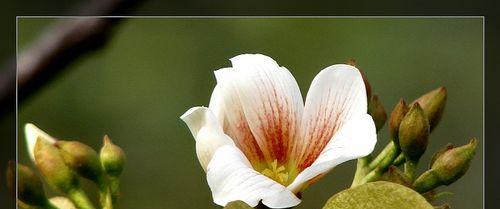 油桐花的不同颜色寓意是什么？油桐花颜色的花语含义？