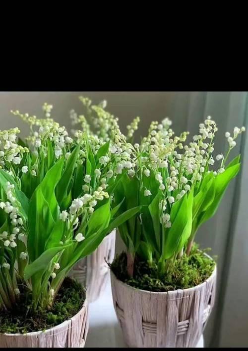 哪些手捧花既好看又有寓意？