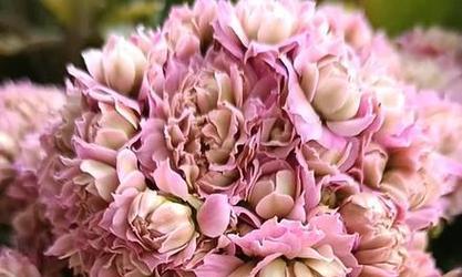 桃花象征长寿的花是什么？