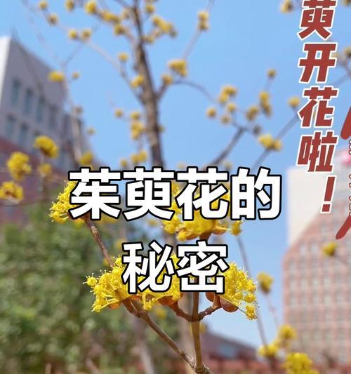 重阳节送茱萸花有何寓意？茱萸花在重阳节的意义是什么？