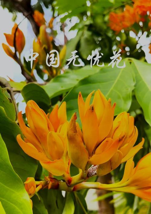 哪种花寓意平安无忧？平安无忧花的含义是什么？