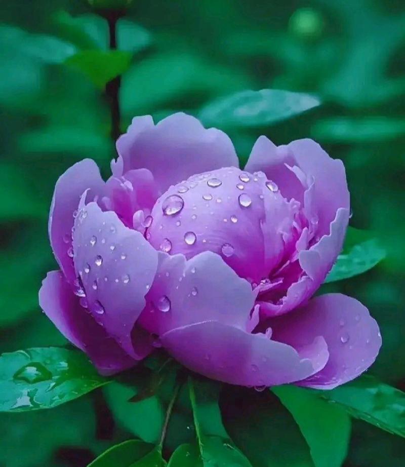 哪个单词与紫色花的寓意相关？它代表了什么？