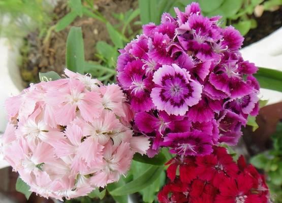 夏天哪种花代表爱情？