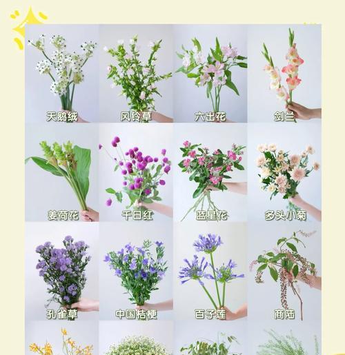 夏天哪种花代表爱情？