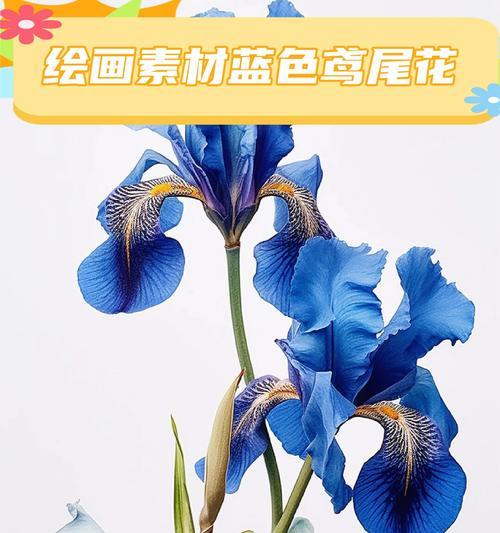 蓝色花的含义究竟是什么？