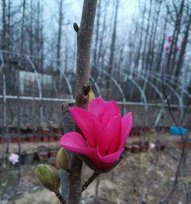 哪种花象征爱情城堡？如何用花表达对爱情的承诺？
