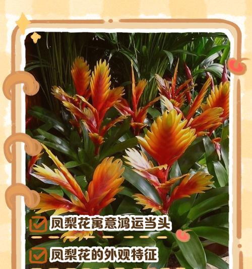 哪些花表示祝福的寓意？