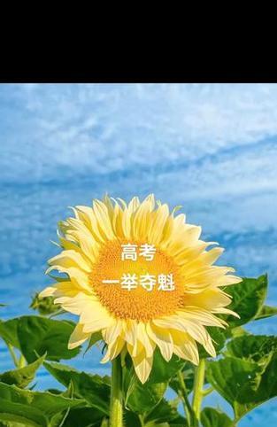 向日葵送给长辈有何寓意？