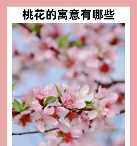 黄色宝石花代表什么？探索黄色宝石花的深层含义。960