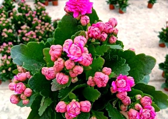重阳节花语是什么？重阳节适合送什么花？