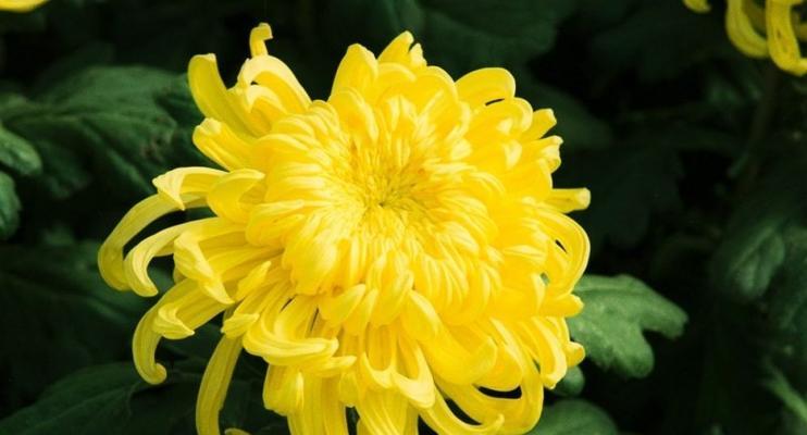 重阳节花语是什么？重阳节适合送什么花？