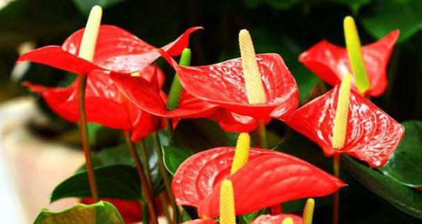 春节开什么花的寓意最好？春节花卉选择有哪些讲究？