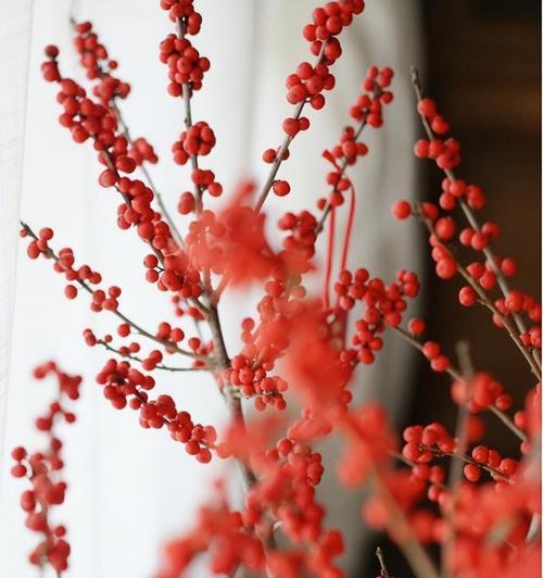 春节开什么花的寓意最好？春节花卉选择有哪些讲究？