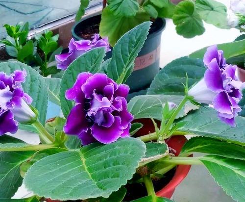 什么花象征好运？好运的花有哪些？