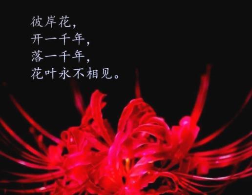 黄色彼岸花寓意着什么？它有什么特别含义？