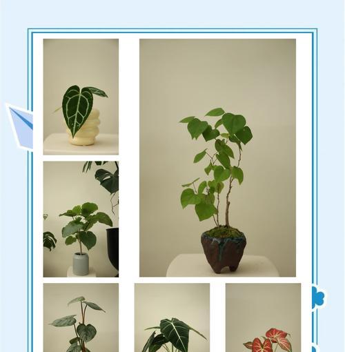 家养绿植寓意爱情的花是什么？如何用植物营造浪漫氛围？