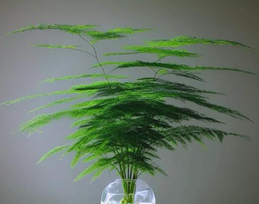 家养绿植寓意爱情的花是什么？如何用植物营造浪漫氛围？
