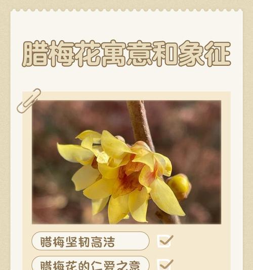 快乐花的寓意是什么意思？它象征着什么？