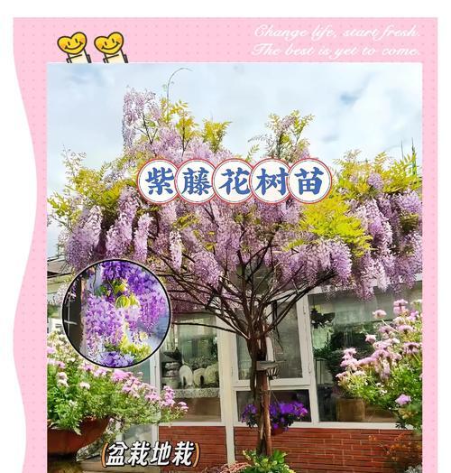 哪种花象征迟来的爱情？花语有何深意？
