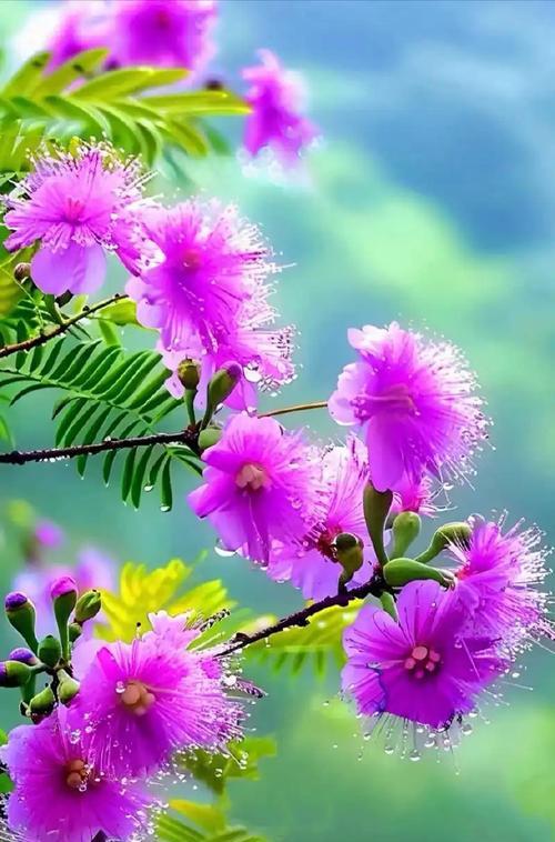 哪种花象征迟来的爱情？花语有何深意？