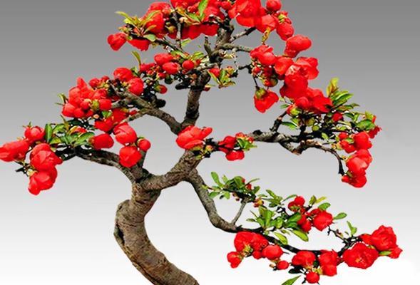 哪种花象征迟来的爱情？花语有何深意？