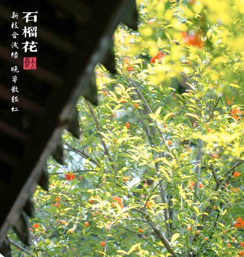 象征浪漫多情的花有哪些？寓意爱情的花自己种有何特点？