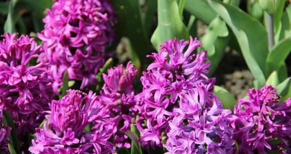紫色风信子花代表什么？送紫色风信子花有何特别含义？