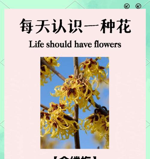 金色蔷薇花象征着什么？它的花语有哪些含义？