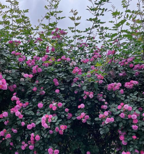 金色蔷薇花象征着什么？它的花语有哪些含义？