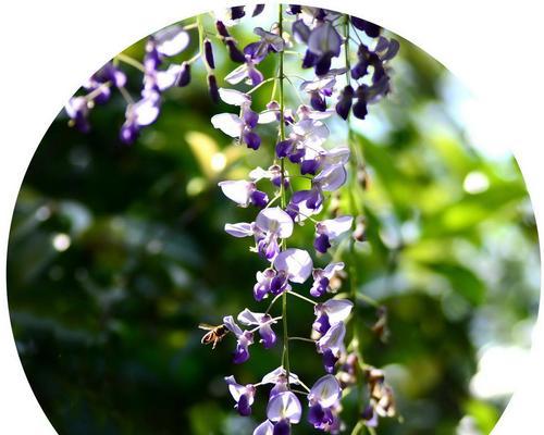 绿色紫藤的花语是什么？紫藤花的寓意有哪些？