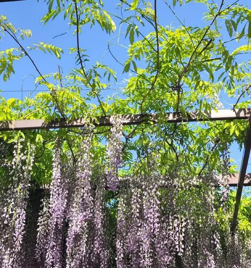 绿色紫藤的花语是什么？紫藤花的寓意有哪些？