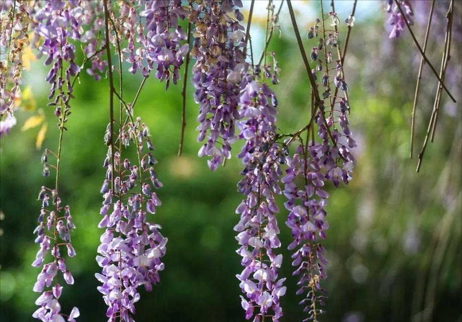 绿色紫藤的花语是什么？紫藤花的寓意有哪些？