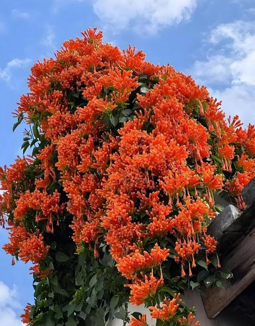 凌霄花是什么颜色？其颜色寓意是什么？