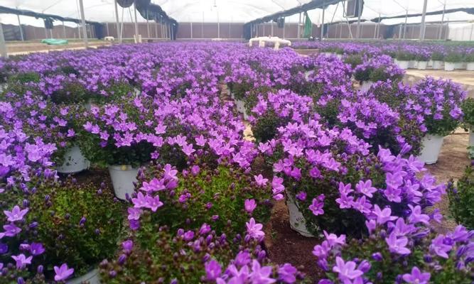 银色铃铛的寓意是什么花？银色铃铛花代表什么意义？