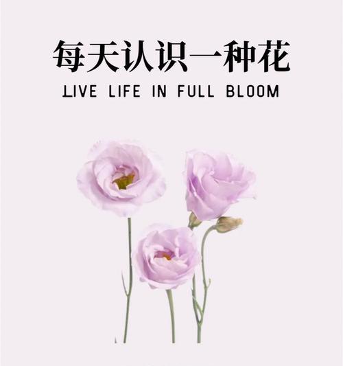 什么花的花语代表纯洁和吉祥？