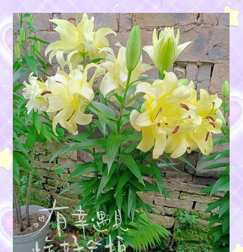 什么花的花语代表纯洁和吉祥？