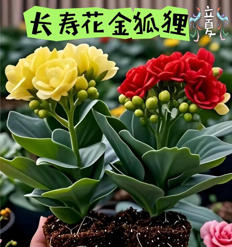 长寿花和菊花各自有什么寓意？